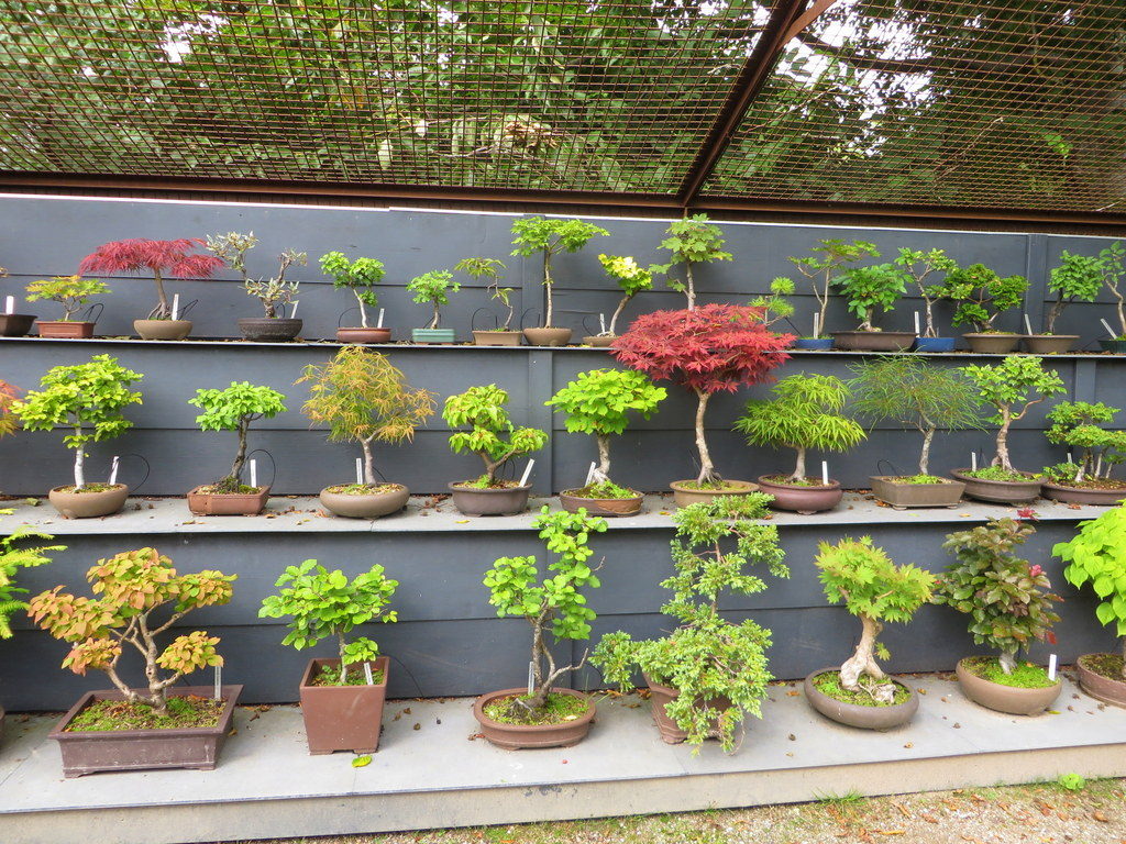 I botanisk have er der også et fint bonsai-værksted med mange (forsvarligt indelåste) bonsai-træer. Jeg har fotograferet ind gennem gitteret med linsen.
